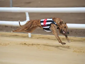 monday nights at dunstall park greyhounds