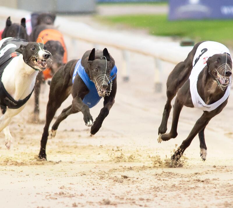 Group of greyhounds mid race.