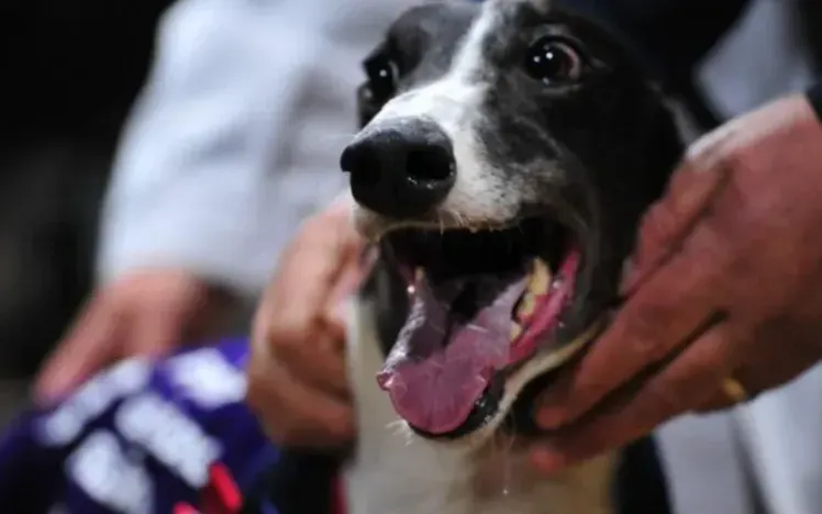 Druids Say Go makes no mistake in Premier Greyhound Racing Oaks final