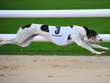 dunstall park greyhounds