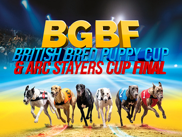 bgbf British bred puppy
