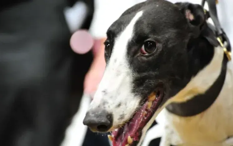 Droopys Clue makes history in Premier Greyhound Racing St Leger