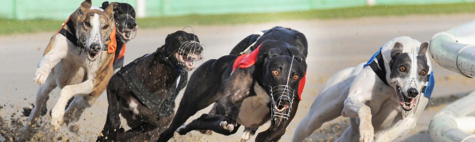 Group of greyhound dogs racing.