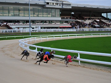 dunstall park greyhounds