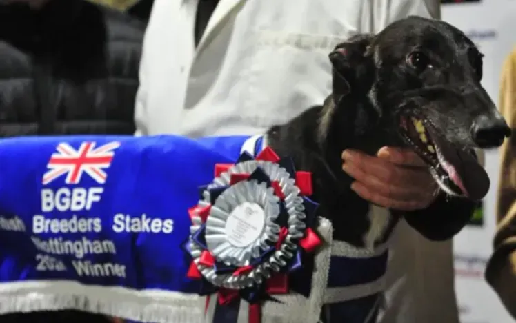 Veteran trainer targets magnificent double Laurels final